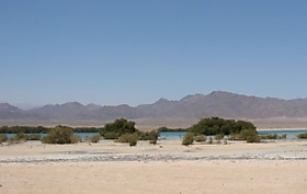 Мангровые заросли