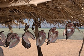 Красноморская вобла