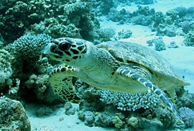 Черепахи / Turtles