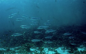 Milkfish (Chanidae)