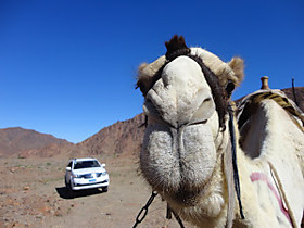 Camel racing / Верблюжьи бега