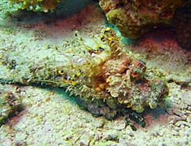 Скорпеновые / Scorpionfish
