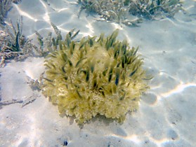 Медуза Кассиопея Андромеда 