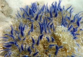 Медуза Кассиопея Андромеда