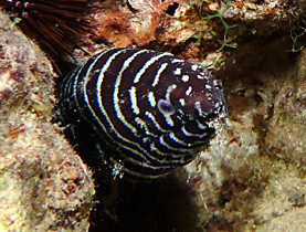 Мурены / Morays