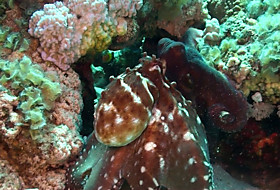 Осьминоги  /  Octopus