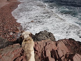 Road to Ras Abu Galum/                    Дорога в Рас Абу Галум